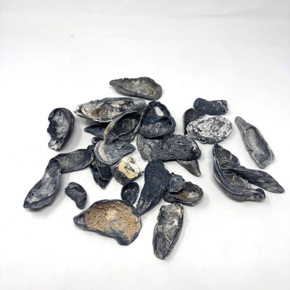 Oyster Shells Black Gray Coastal Decor Craft Bulk 1 Pound 30ish pc Lot